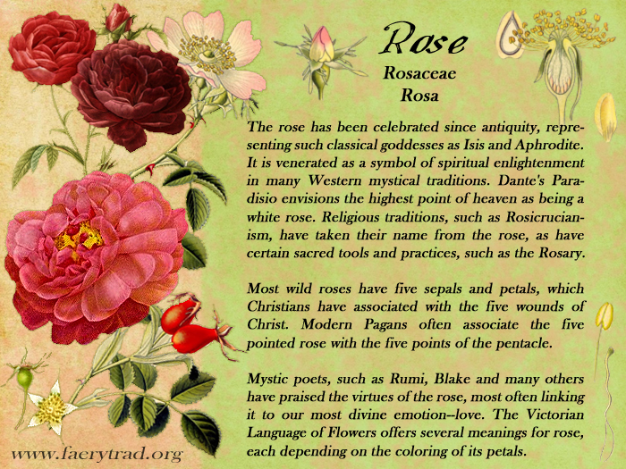 Rose: Rosaceae; Rosa... The rose has been celebrated since antiquity, representing such classical goddesses as Isis and Aphrodite. It is venerated as a symbol of spiritual enlightenment in many Western mystical traditions. Dante's Paradisio envisions the highest point of heaven as being a white rose. Religious traditions, such as Rosicrucianism, have taken their name from the rose, as have certain sacred tools and practices, such as the Rosary. Most wild roses have five sepals and petals, which Christians have associated with the five wounds of Christ. Modern Pagans often associate the five pointed rose with the five points of the pentacle. Mystic poets, such as Rumi, Blake and many others have praised the virtues of the rose, most often linking it to our most divine emotion--love. The Victorian Language of Flowers offers several meanings for rose, each depending on the coloring of its petals.
